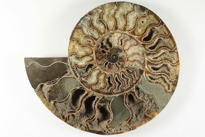 Cut & Polished Ammonite Fossil (Half) - Madagascar #200123